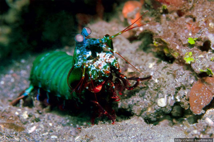 Креветка-богомол (mantis shrimp)