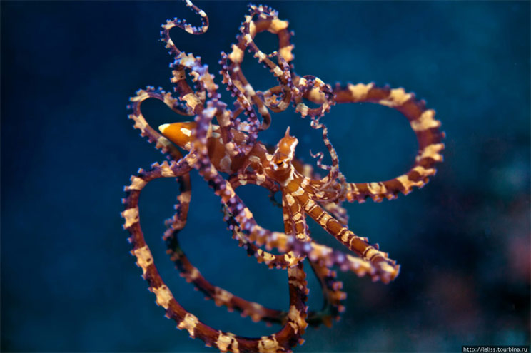 Очень редкий осьминог Wonderpus octopus (Wunderpus photogenicus)